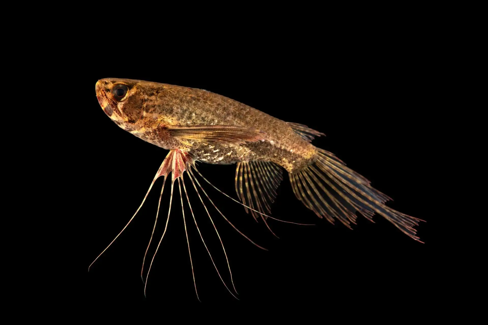 40 Coolest Freshwater Aquarium Fish 2024: For All Fish Keepers